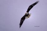 Alaska;Animals-in-the-Wild;Bald-Eagle;Birds-of-Prey;Eagle;Haliaeetus-leucocephal